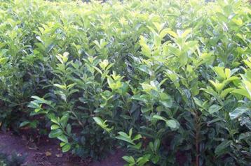 Prunus laurocerasus Rotundifolia ( paplaurier ) beschikbaar voor biedingen