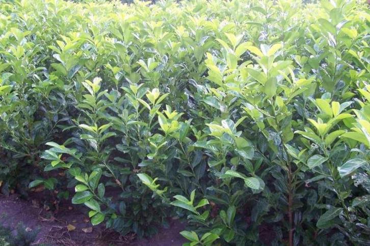 Prunus laurocerasus Rotundifolia ( paplaurier ), Tuin en Terras, Planten | Struiken en Hagen, Laurier, Ophalen