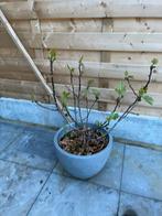 Vijgenboom + pot, Tuin en Terras, Overige soorten, Ophalen