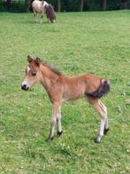 Minipaard, Dieren en Toebehoren, Gechipt, Niet van toepassing, 0 tot 2 jaar, B pony (1.17m tot 1.27m)