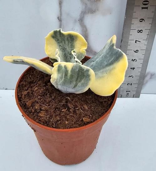 Cotyledon undulata variegata, Huis en Inrichting, Kamerplanten, Verzenden
