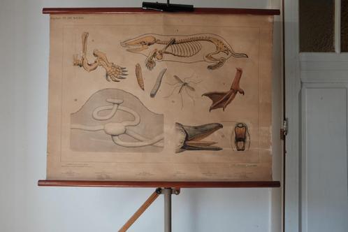 wandplaat  Bijplaat: In de weide, Antiek en Kunst, Antiek | Schoolplaten, Natuur en Biologie, Ophalen of Verzenden