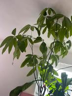 Plante et pot terra cotta avec coupelle, Ophalen