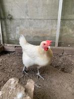 Poule de Bresse kip gratis, Vrouwelijk, Kip