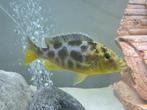 Venustus Koppel, Dieren en Toebehoren, Vissen | Aquariumvissen