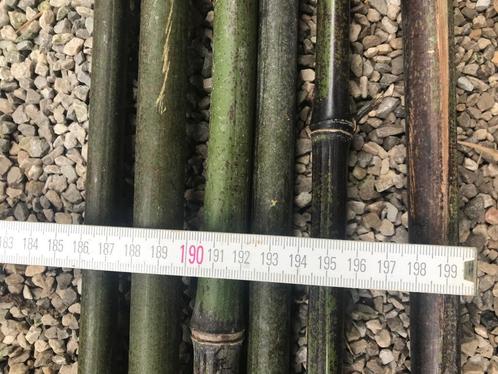 bamboestokken van > 300 cm lang en minstens een duim dik, Jardin & Terrasse, Jardin & Terrasse Autre, Neuf, Enlèvement