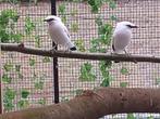 kweek koppel, Dieren en Toebehoren, Vogels | Overige Vogels, Meerdere dieren, Tropenvogel, Geringd