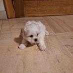 Maltezer pups, België, Maltezer, CDV (hondenziekte), 8 tot 15 weken