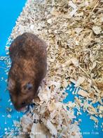 Syrische goudhamster man, Animaux & Accessoires, Hamster, Mâle