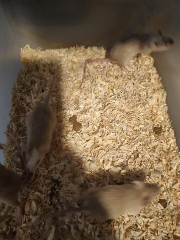 kleurmuizen muizen beschikbaar voor biedingen