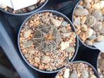 cactus gymnocalycium spegazzinii P43, Huis en Inrichting, Kamerplanten, Ophalen of Verzenden, Cactus