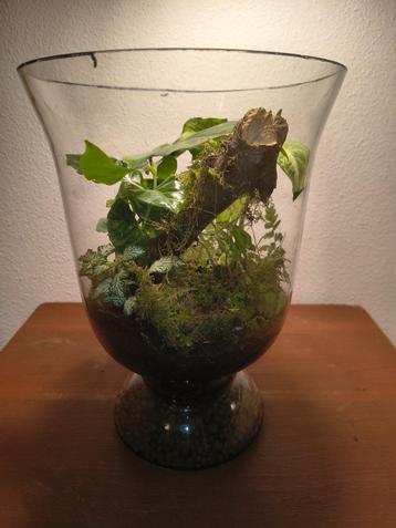 plantenterrarium beschikbaar voor biedingen