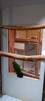 edelpapegaai, Mâle, Perroquet, Bagué