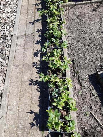 2 jarige helleboris plantjes beschikbaar voor biedingen