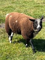 Rammen, Dieren en Toebehoren, Schapen, Geiten en Varkens