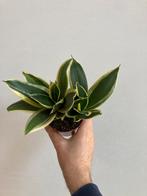 Sanseveria, Ophalen, In pot