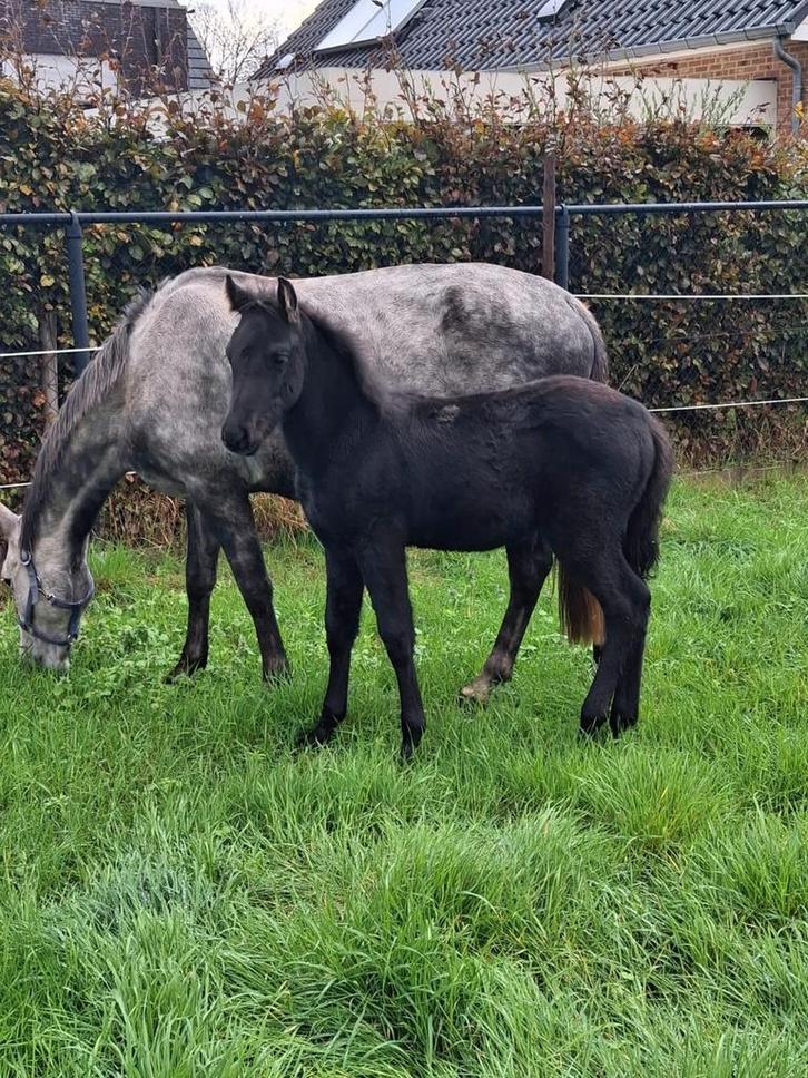 Merie en veulen, Dieren en Toebehoren, Paarden