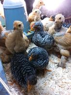 Poussins à gros tétras Brahma et Amrock