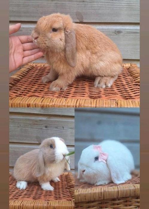 Handtamme raszuivere minilopjes te koop, Dieren en Toebehoren, Konijnen, Klein, Meerdere dieren, 0 tot 2 jaar, Hangoor