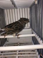 kanaries, Dieren en Toebehoren, Ophalen, Gebruikt, Overige typen