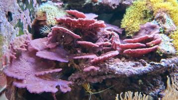 Leder koralen zeeaquarium  beschikbaar voor biedingen