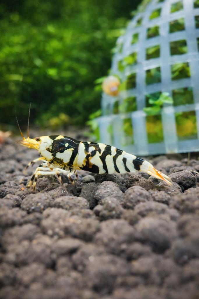 Black fancy tigers, Tickets en Kaartjes, Recreatie | Dierentuinen