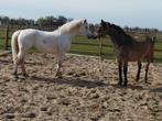D ponys uit top stammen. 90cm  parcours, Dieren en Toebehoren, Paarden, Merrie, Met stamboom, Springpaard, L