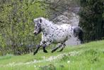 Pouliche léopard (appalosa), Dieren en Toebehoren, Paarden en Pony's | Overige Paardenspullen
