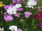 Cosmos (Cosmea) - zaden (35 stuks), Tuin en Terras, Bloembollen en Zaden, Verzenden