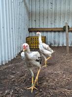 Taiwanese Shamo, Dieren en Toebehoren