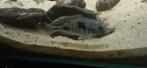 9tal malawi cichliden en 4 baby's, Dieren en Toebehoren, Reptielen en Amfibieën