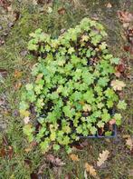 geranium macrorrhizum 'spessart', Tuin en Terras, Ophalen, Halfschaduw