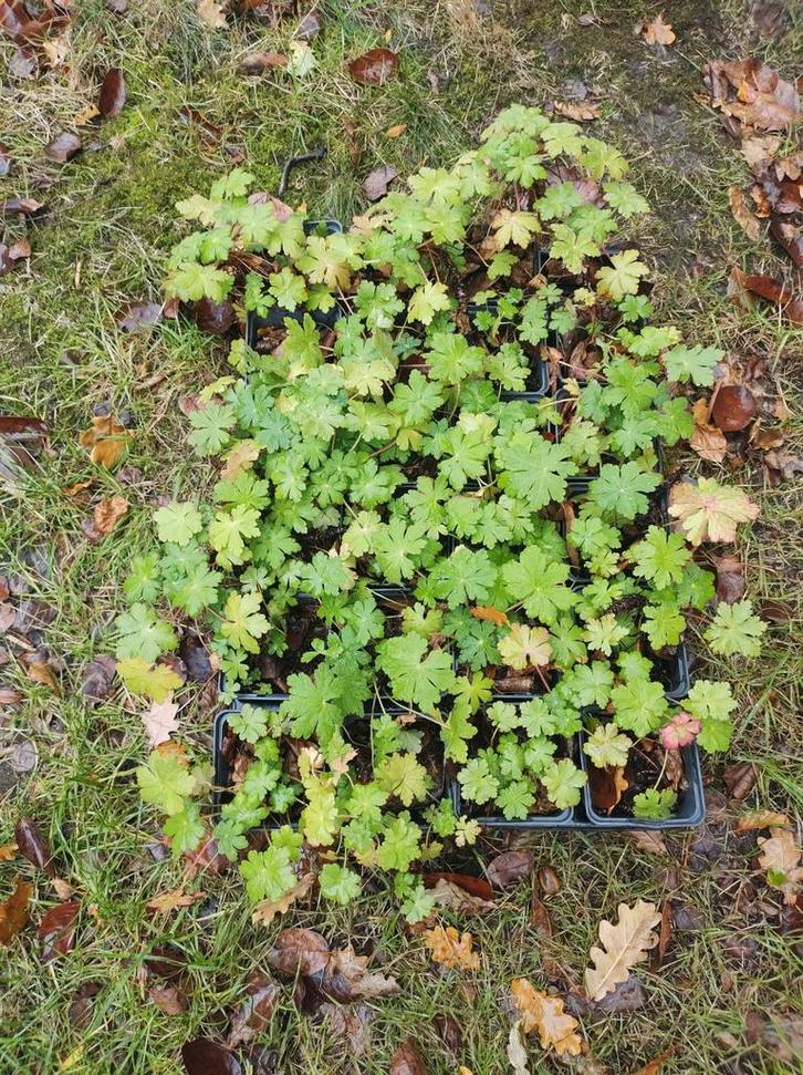 geranium macrorrhizum 'spessart', Tuin en Terras, Planten | Tuinplanten, Halfschaduw, Ophalen