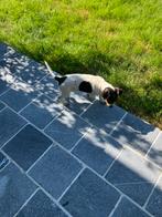 Te koop jack Russel, Dieren en Toebehoren, België, Fokker | Hobbymatig, Jack Russell Terriër, Reu