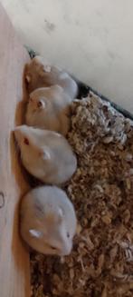 Hamster jongen, Dieren en Toebehoren, Knaagdieren, September, Geslacht onbekend, Hamster