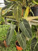 Philodendron melanochrysum, Tuin en Terras, Planten | Tuinplanten, Ophalen of Verzenden