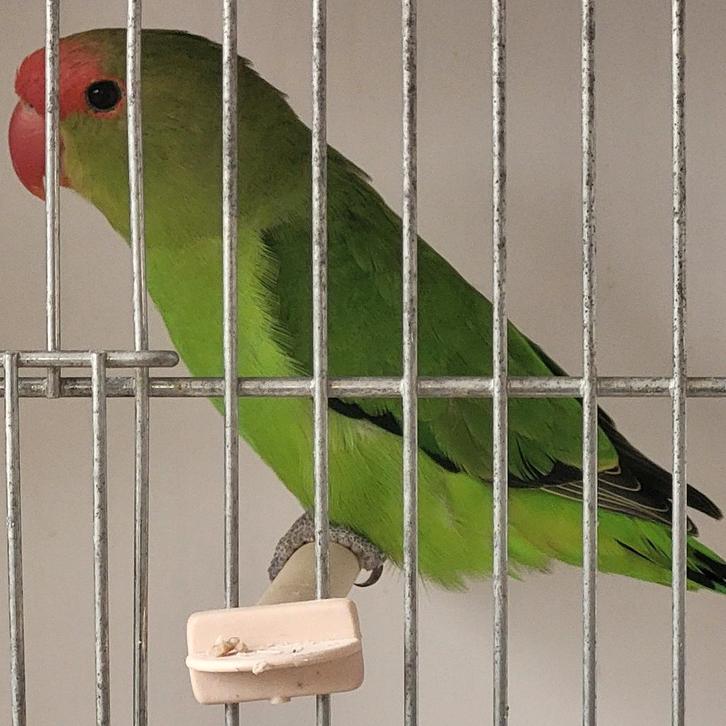 Agapornisch Taranta TT kwaliteit, Dieren en Toebehoren, Vogels | Parkieten en Papegaaien
