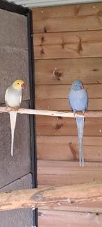 Mooie koppels halsband parkieten, Dieren en Toebehoren, Vogels | Parkieten en Papegaaien