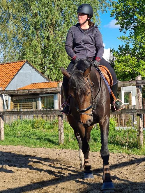 Training aangeboden, Animaux & Accessoires, Chevaux, Débourré