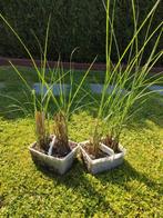 Gracillimus Sinensis Miscanthus - Prachtriet, Tuin en Terras, Planten | Tuinplanten, Ophalen, Volle zon, Vaste plant, Siergrassen