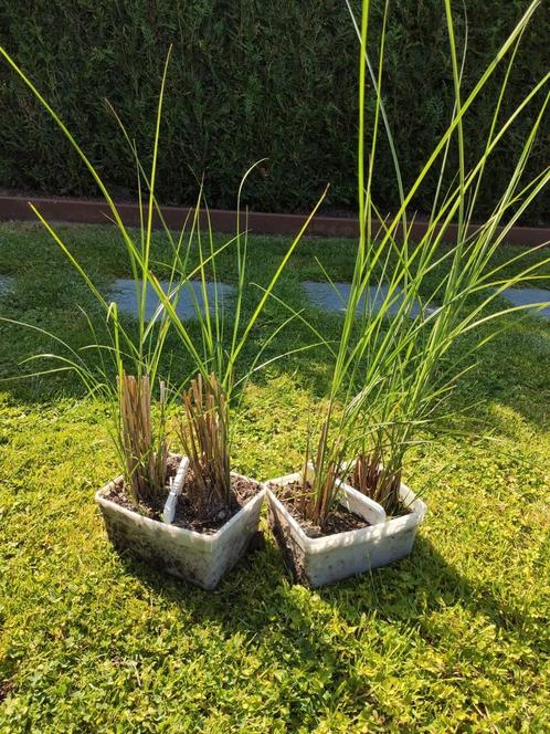 Gracillimus Sinensis Miscanthus - Prachtriet, Tuin en Terras, Planten | Tuinplanten, Vaste plant, Siergrassen, Volle zon, Herfst