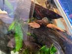 Ancistrus 1€, Dieren en Toebehoren, Vissen | Aquariumvissen