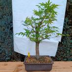 Bonsai Acer Palmatum Nr.27, Tuin en Terras, Planten | Bomen, In pot, Minder dan 100 cm, Overige soorten, Ophalen