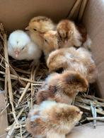 Poussins Brahma de 1J de diverses coloris à vendre, Poule ou poulet, Plusieurs animaux