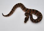 Python regius - het desert ghost - Femelle, Animaux & Accessoires, Reptiles & Amphibiens, Serpent, Domestique, 0 à 2 ans