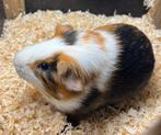 Mannelijke cavia te koop!, Dieren en Toebehoren, Knaagdieren, Cavia, April, Mannelijk, Tam