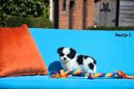Prachtige Boomertjes, Dieren en Toebehoren, Honden | Niet-rashonden, België, CDV (hondenziekte), 8 tot 15 weken, Meerdere