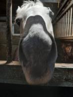 Lease paardje van +- 1m60 aangeboden regio Dentergem, Minder dan 160 cm, Ruin, 7 tot 10 jaar, Recreatiepaard