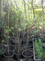 Ribes of aalbes, trosbes planten en frambozenplanten, Ophalen, Minder dan 100 cm, Lente, Overige soorten