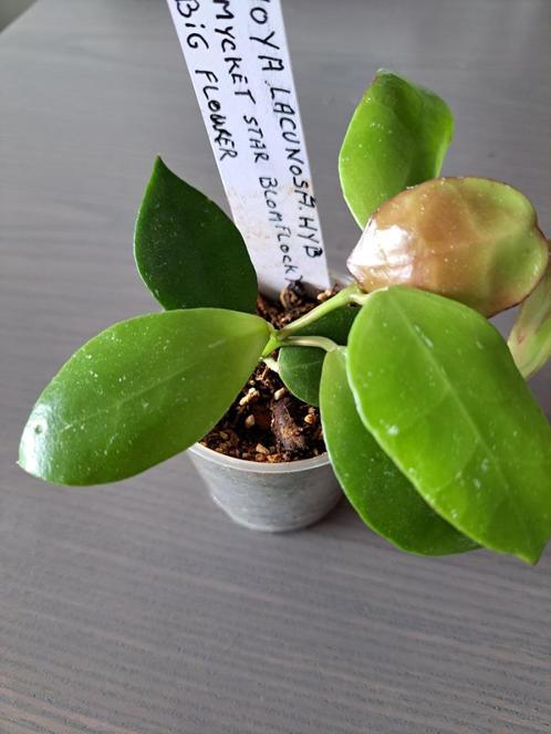 Hoya lacunosa hybride, Maison & Meubles, Plantes d'intérieur, Autres espèces, Moins de 100 cm, Plante à fleurs, Ombre partielle